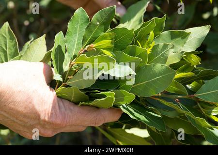 Lorbeerblätter-Ernte, Lorbeerbaum, Lorbeer-Baum, Echter Lorbeer, Edel-Lorbeer, Edler Lorbeer, Gewürzlorbeer, Lorbeerblatt, Lorbeerblätter, Lorbeer-Blä Banque D'Images