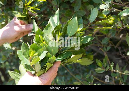 Lorbeerblätter-Ernte, Lorbeerbaum, Lorbeer-Baum, Echter Lorbeer, Edel-Lorbeer, Edler Lorbeer, Gewürzlorbeer, Lorbeerblatt, Lorbeerblätter, Lorbeer-Blä Banque D'Images