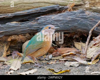 Blue Rumped Pitta Hydrornis Soror Cat Tien National Park, Vietnam BI039913 Banque D'Images