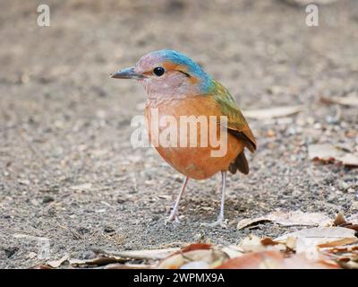 Blue Rumped Pitta Hydrornis Soror Cat Tien National Park, Vietnam BI039969 Banque D'Images