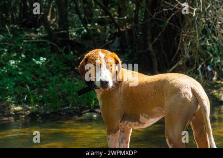 Chien brun de race mixte profitant du soleil au bord de la rivière Banque D'Images