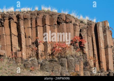 Basalte colonnaire et sumac, Hells Canyon National Recreation Area, Oregon. Banque D'Images