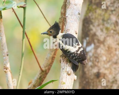 Black and Buff Woodpecker Meiglyptes jugularis Cat Tien National Park, Vietnam BI040147 Banque D'Images