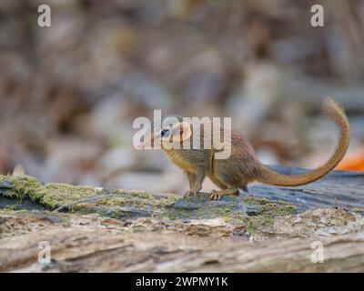 Northern Slender Tail Treeshrew Dendrogale murina Cat Tien, Vietnam MA004656 Banque D'Images