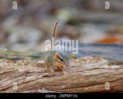 Northern Slender Tail Treeshrew Dendrogale murina Cat Tien, Vietnam MA004659 Banque D'Images