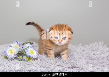 Chaton plié écossais, de couleur rouge rayée, âge 1 mois avec une fleur. Sur fond gris. Banque D'Images