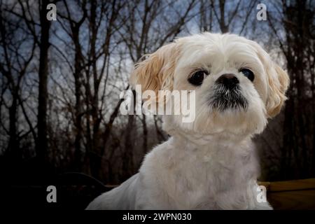 Chien mâle Shih Tzu mignon Banque D'Images