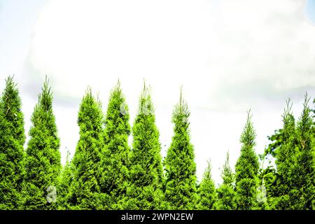 Haie de Thuja isolée sur fond blanc Banque D'Images