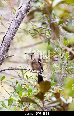 Une photo d'un frère casqué sur un arbre en Nouvelle-Calédonie Banque D'Images