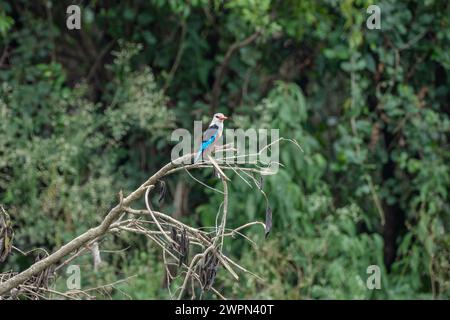 Mangrove kingfisher a des plumes d'aile et de queue bleu vif avec une tache noire, ils vivent près des rivières en Afrique du Sud et de l'est Banque D'Images