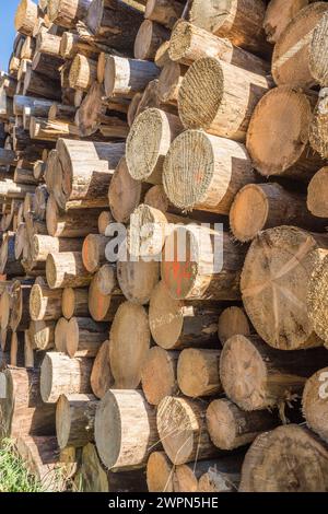 Allemagne, Saxe-Anhalt, district de Harz, entassé des troncs d'arbres (Polter) dans le parc national de Harz Banque D'Images