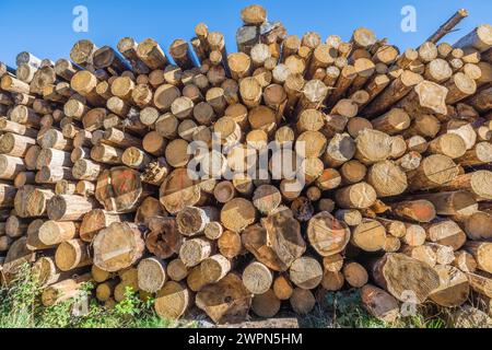 Allemagne, Saxe-Anhalt, district de Harz, entassé des troncs d'arbres (Polter) dans le parc national de Harz Banque D'Images