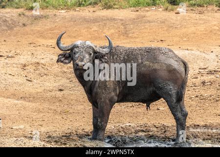 Le buffle du Cap est l'un des mammifères les plus grands et les plus dangereux d'Afrique Banque D'Images