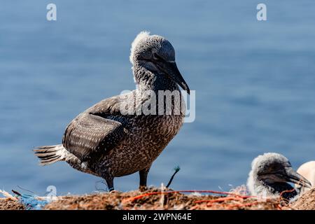 Jeunes gannets, Morus bassanus, sur Heligoland à leurs nids, la mer du Nord bleue en arrière-plan, atmosphère estivale Banque D'Images