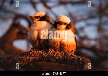 Deux jeunes oiseaux sur une branche dans la lumière chaude du soir dans le parc national d'Etosha, Namibie, Afrique Banque D'Images