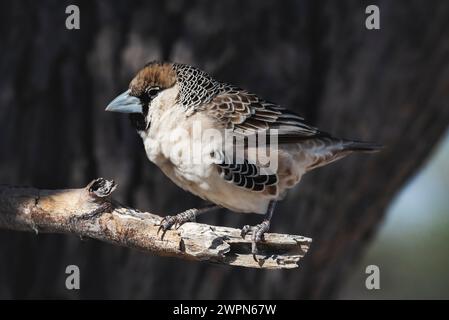 Sparrow sur une branche devant un vieil arbre noueux Banque D'Images