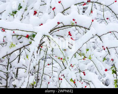 Europe, Allemagne, Hesse, Hesse centrale, Parc naturel de Lahn-Dill-Bergland, Aartalsee, hiver, fruits rouges de rose musquée dans la neige Banque D'Images