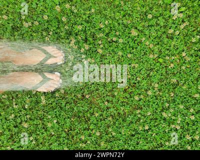 Les pieds des femmes en tongs avec un jet d'eau rafraîchissant pour les refroidir, pelouse verte avec des trèfles Banque D'Images