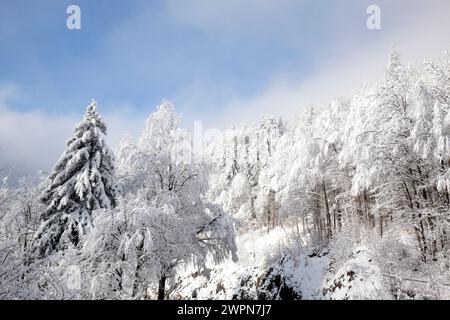 Arbres enneigés dans la brume nuageuse, contreforts alpins de Tölz Banque D'Images