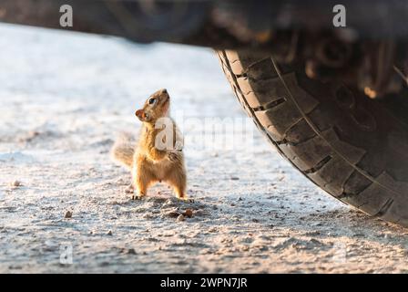 Un écureuil africain au sol crassé inspecte curieusement un véhicule hors route dans le parc national d'Etosha, en Namibie, en Afrique Banque D'Images