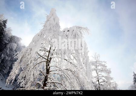 Arbres enneigés dans la brume nuageuse, contreforts alpins de Tölz Banque D'Images