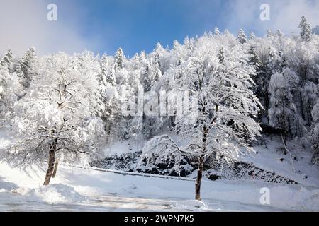 Arbres enneigés dans la brume nuageuse, contreforts alpins de Tölz Banque D'Images