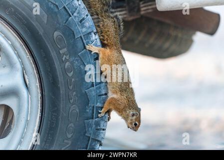 Un écureuil africain au sol crassé inspecte curieusement un véhicule hors route dans le parc national d'Etosha, en Namibie, en Afrique Banque D'Images