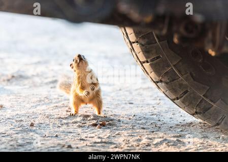 Un écureuil africain au sol crassé inspecte curieusement un véhicule hors route dans le parc national d'Etosha, en Namibie, en Afrique Banque D'Images