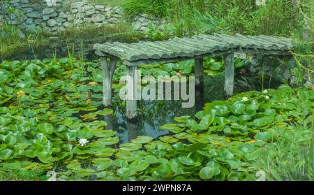 Un vieux quai fait de demi-bûches repose dans un étang de nénuphars. Les lis fleurissent. Voir un vieux mur de roche en arrière-plan et réflexion de l'eau avec vert. Banque D'Images