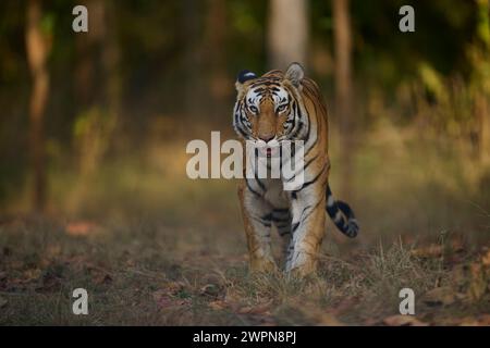 Tigre - tigre - connu sous le nom Biruhli émergeant de la forêt, Bandhavgarh, février 2024 Banque D'Images