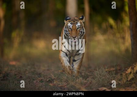 Tigre - tigre - connu sous le nom Biruhli émergeant de la forêt, Bandhavgarh, février 2024 Banque D'Images