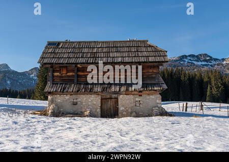 Pokljuka est un plateau alpin du nord-ouest de la Slovénie. Il est situé dans le parc national du Triglav dans les Alpes juliennes à environ 1300 m d'altitude. Banque D'Images