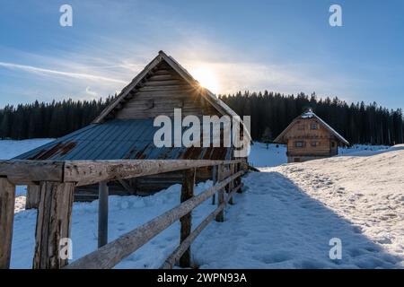 Pokljuka est un plateau alpin du nord-ouest de la Slovénie. Il est situé dans le parc national du Triglav dans les Alpes juliennes à environ 1300 m d'altitude. Banque D'Images