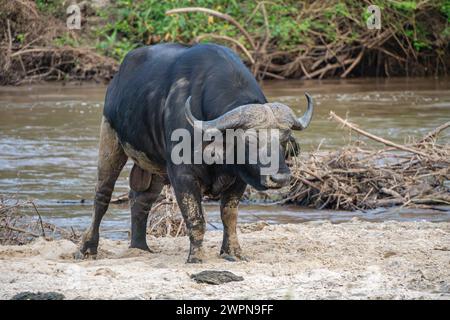 Le buffle du Cap est l'un des mammifères les plus grands et les plus dangereux d'Afrique Banque D'Images