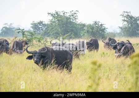 Le buffle du Cap est l'un des mammifères les plus grands et les plus dangereux d'Afrique Banque D'Images