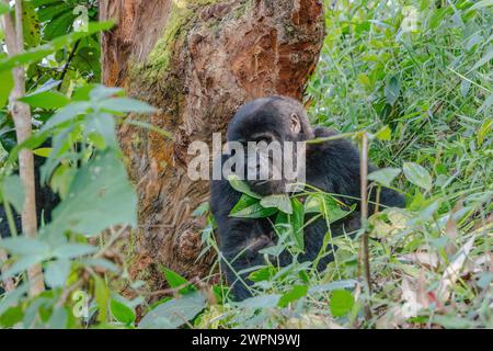 Jeune gorille de montagne dans la forêt impénétrable de Bwindi Banque D'Images