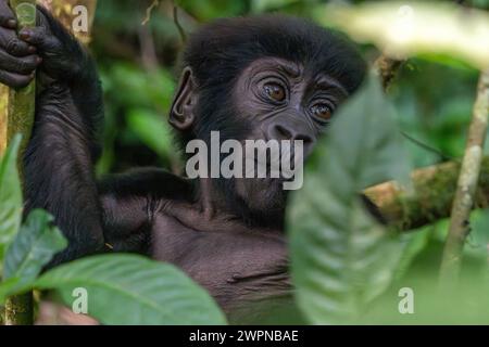 Bébé gorille de montagne à 4 mois dans la forêt impénétrable de Bwindi Banque D'Images