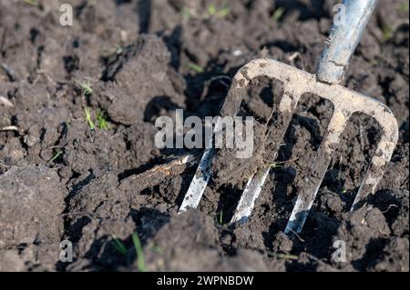 Amsterdam pays-Bas 8 mars 2024 jardinage. Fourchette de jardin debout dans un sol fraîchement labouré sur un lotissement. Le lotissement est situé à Badhoevedorp près de l'aéroport de Schiphol. Comme l'aéroport, le terrain a été depuis longtemps récupéré du lac Haarlemmermeer, ce qui signifie que le sol est argileux qui apporte ses propres défis. moestuin, outils, gereedschap, Banque D'Images