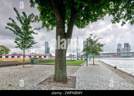 Boompjeskade, pont Erasmus, pont à haubans, Nieuwe Maas, Delta Rhin-Meuse, pont à haubans, Rotterdam, pays-Bas, Banque D'Images