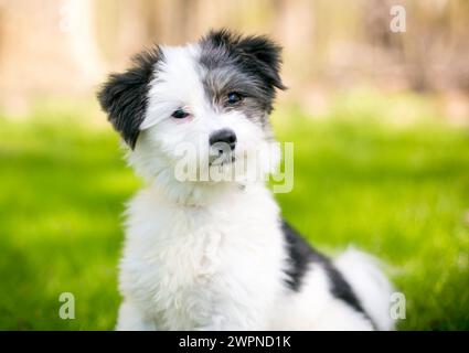 Un chiot maltais x caniche de race mixte mignon, également connu sous le nom de Maltipoo, écoutant avec une inclinaison de la tête Banque D'Images