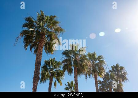 Rangée de palmiers contre un ciel bleu avec une lumière solaire, levant les yeux. Banque D'Images