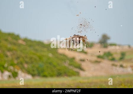 Le moment où l'oiseau de Pheasant commun est abattu par le chasseur dans le ciel. (Phasianus colchicus) Banque D'Images