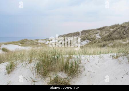 Paysage de dunes avec bokeh, mise au point au premier plan. Banque D'Images