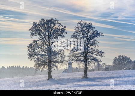 Allemagne, Bavière, Pfaffenwinkel, Penzberg, Sankt Johannisrain, paysage d'hiver avec chênes et église Johannisrain Banque D'Images