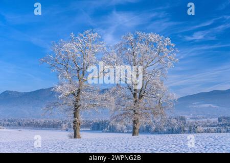 Allemagne, Bavière, Pfaffenwinkel, Penzberg, district de Sankt Johannisrain, paysage hivernal avec des chênes contre les contreforts des Alpes Banque D'Images