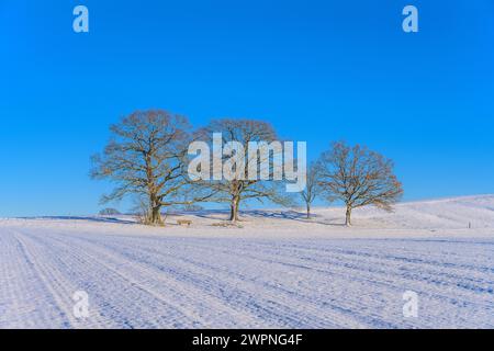 Allemagne, Bavière, Tölzer Land, Münsing, paysage hivernal près d'Attenkam Banque D'Images