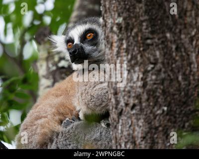 Lémurien à queue annulaire, Lemur catta, réserve communautaire d'Anja, haute Matsiatra, Madagascar Banque D'Images