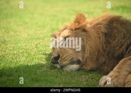 Lion endormi sur une herbe Banque D'Images