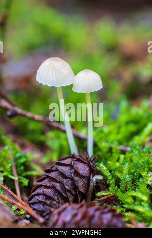 Photographie macro de deux champignons de couleur claire, Mycena, poussant dans la mousse Banque D'Images