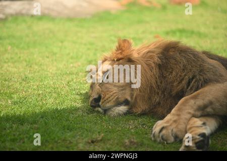 Lion endormi sur une herbe Banque D'Images